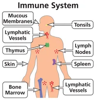 Immune System