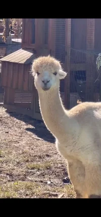 alpaca 
