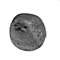 Foca