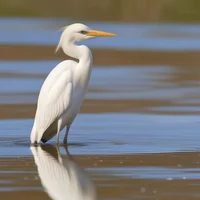 Western Cattle Egret