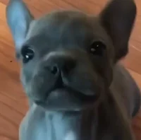 Sassy Frenchie