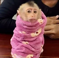 проверка ботов