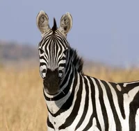 Zebra RP 