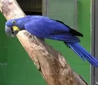 Anodorhynchus parrot
