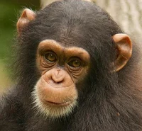 Chimpanzee Life RP