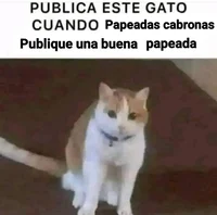 Gato feo