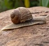 Immortal snail