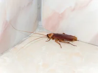 A female cockroach