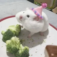 Birthday Hamster