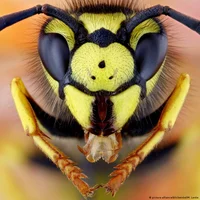 Wasp Hate Club
