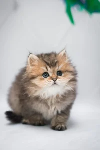 Munchkin cat