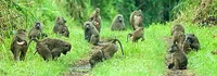 Be Baboon Simulator