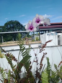 Love story Boy x boy