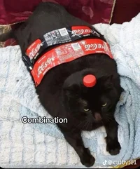 Cocacola cat
