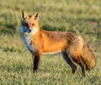 A foxy mother 