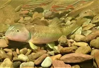 River chub