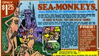 Sea Monkeys