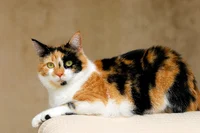 Calico cat