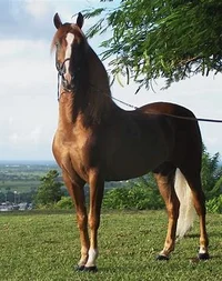 Horse infection