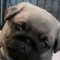 Cutest Puggy Eva