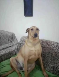 MaximilianoSecundari