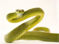Snake infection
