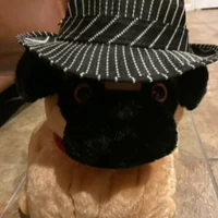 Pug with a Hat