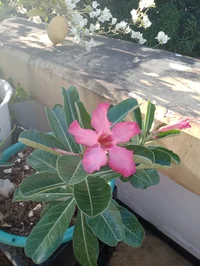 Male yaoi story love