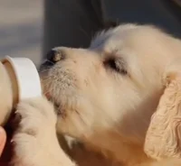 Golden Retriever Pup