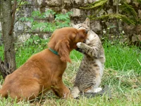 Puppy and Cat