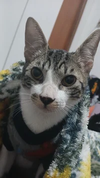 Gabriel 