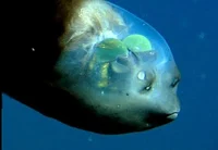Barreleye 