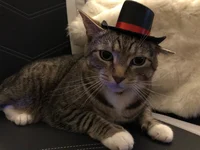 top hat cat