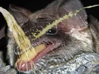Чмыш