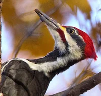 pileated woodpecker