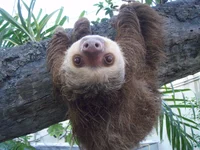 sloth