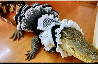 Alligator in dress