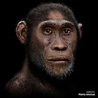Homo erectus