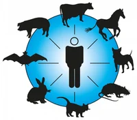 Animal Infection