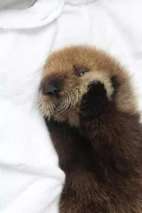 Baby Sea otter 