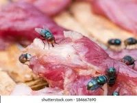 Blowflies