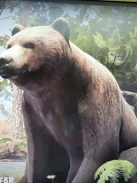 Bear