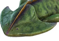 Diplocaulus