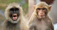 Rhesus vs Langur