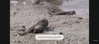 Mudskipper