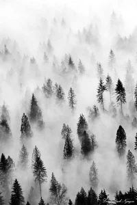 The Unknown Forest