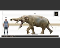 Platybelodon