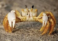 Pet Crab