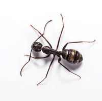 Ant