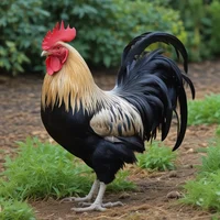 Rooster